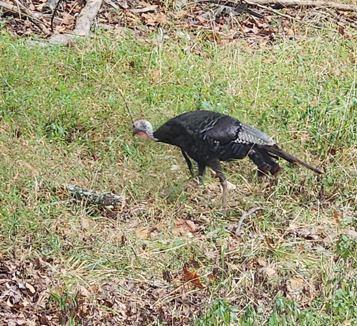 Lone Elk Park - Wild Turkey in the wild