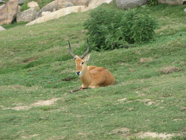 Lone male lechwe