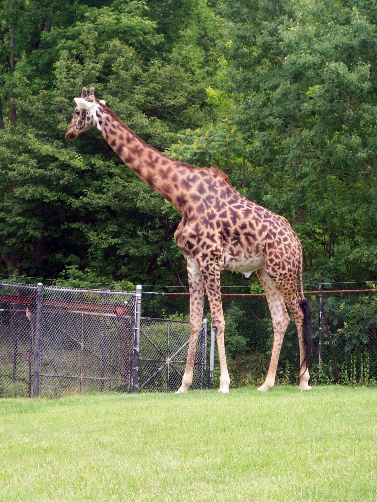 Lone Masai Giraffe