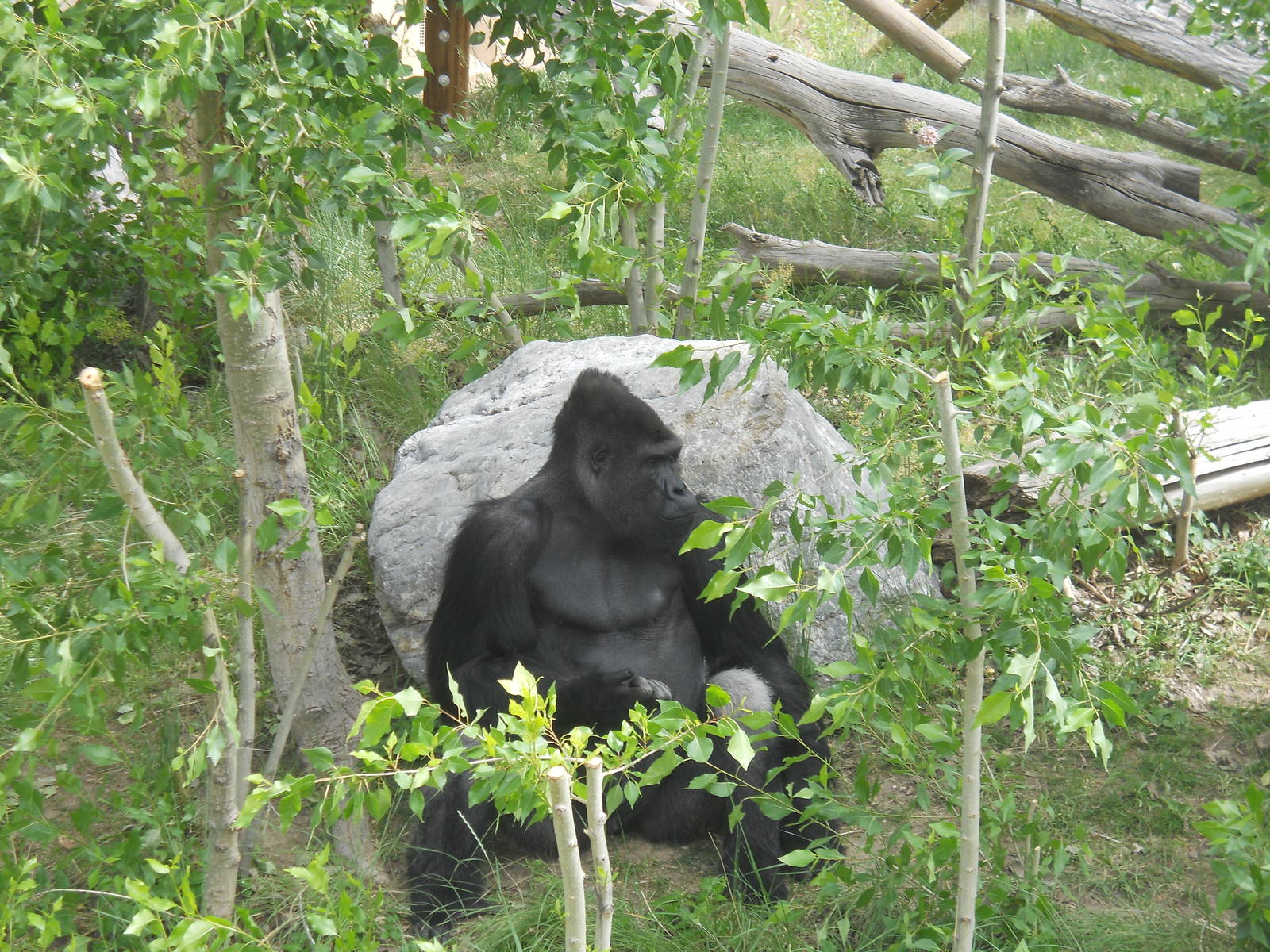 Lone silverback
