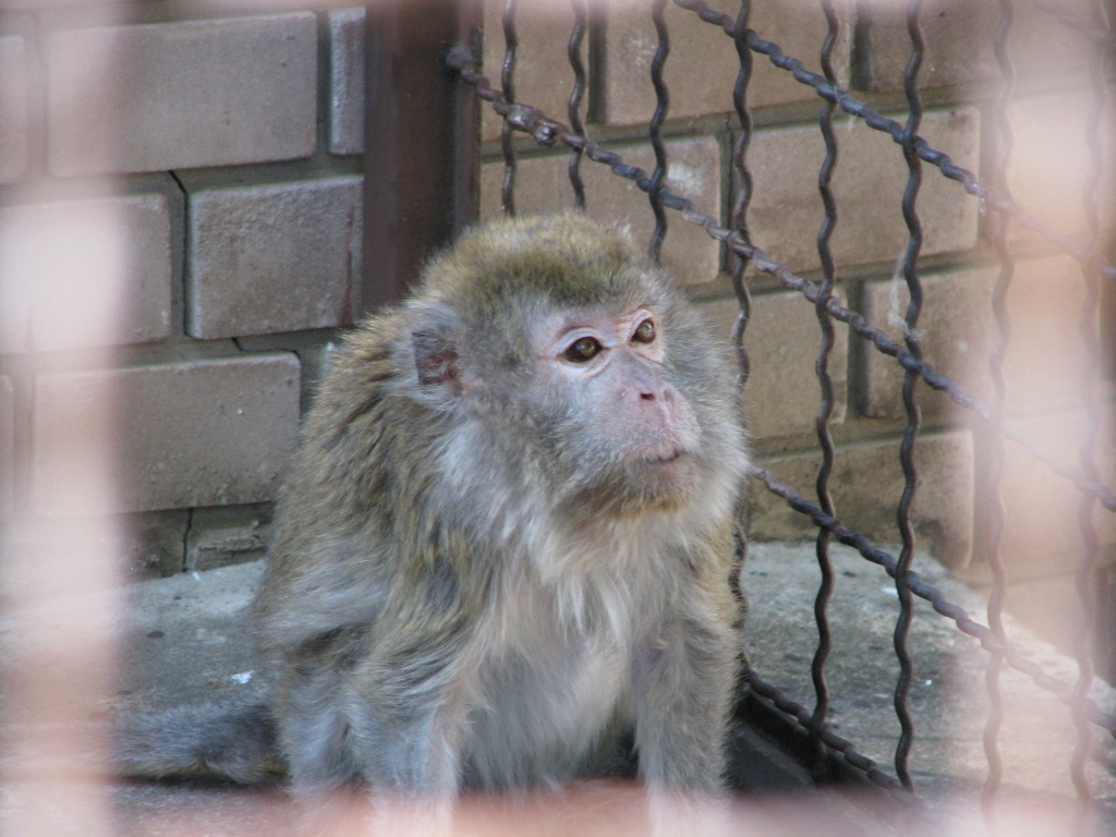 Lonely Crab-eating Macaque