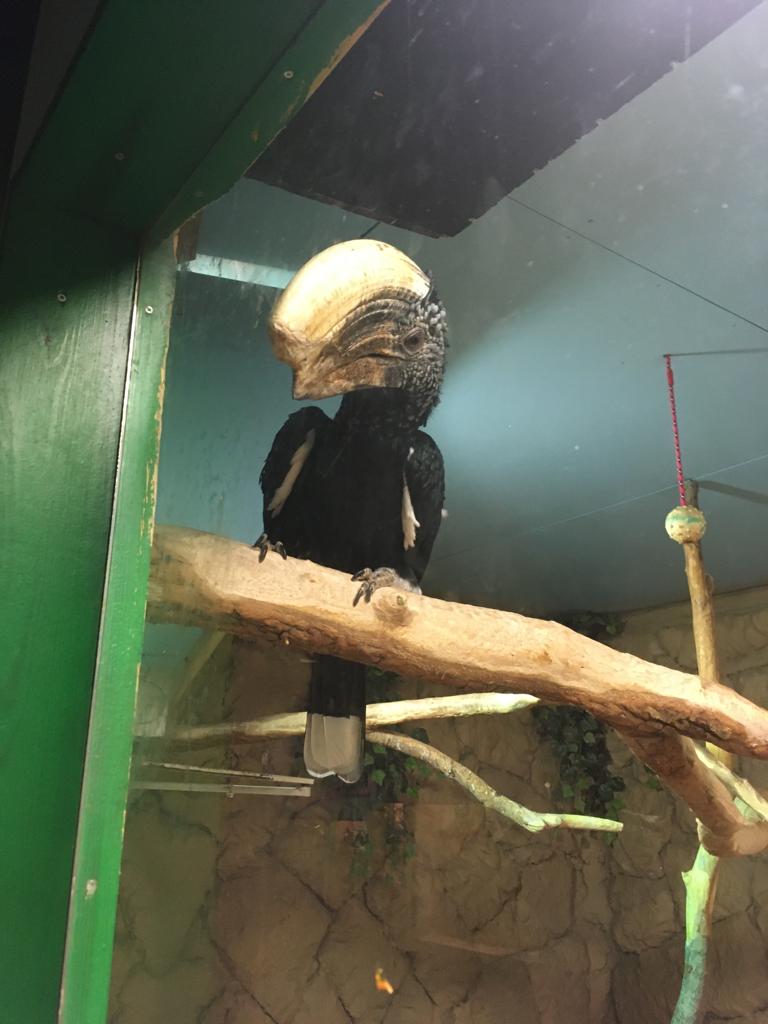 Lonely hornbill