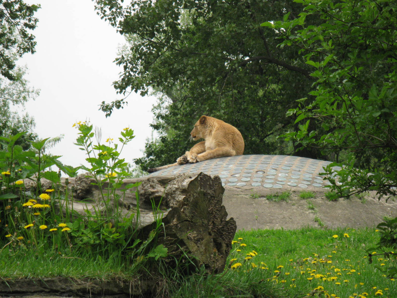 Lonely lioness