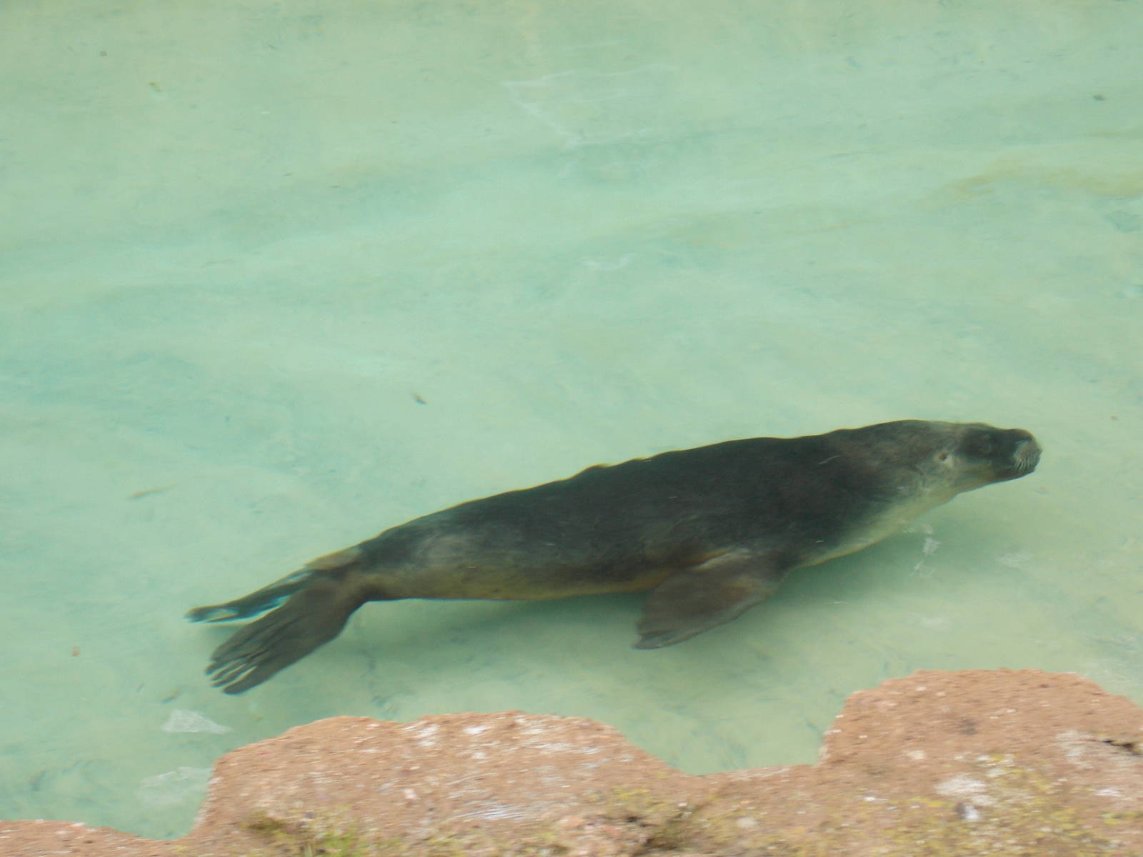 Lonely Patagonian Sea Lion