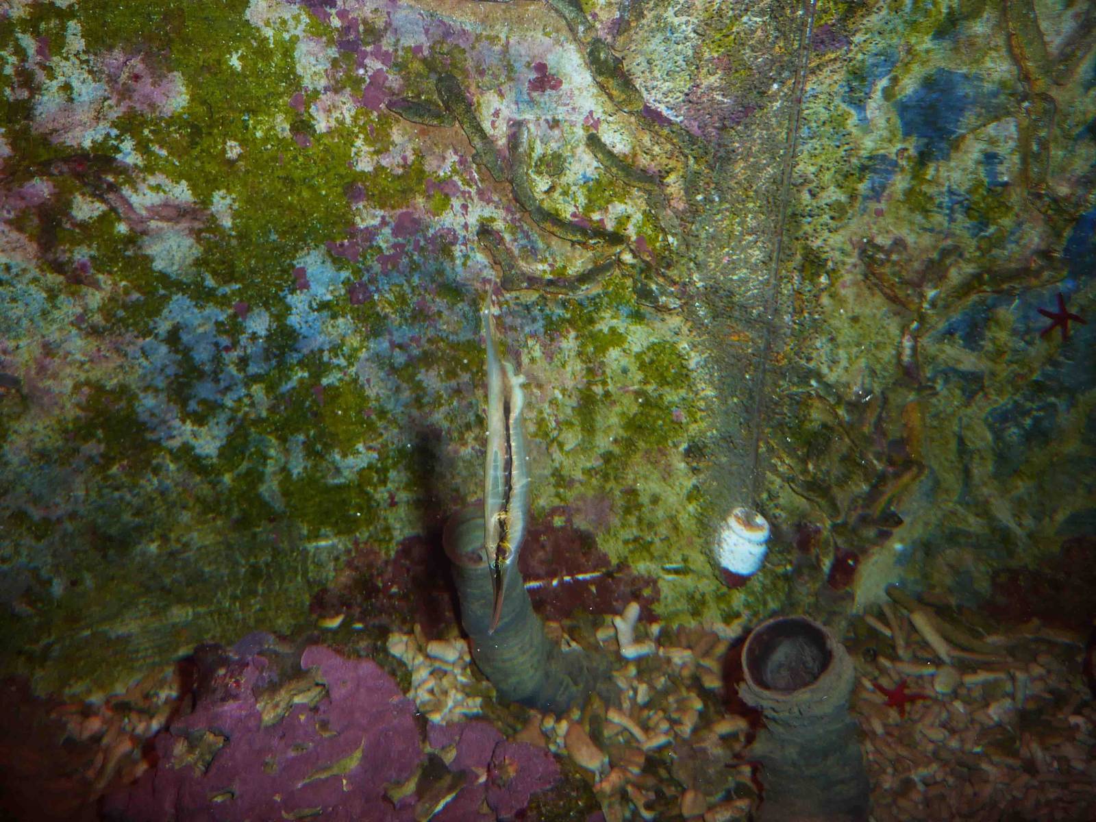 Lonely shrimpfish, May 2013.