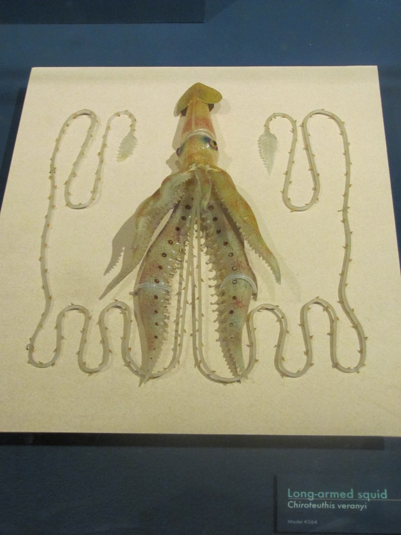 Long Armed Squid