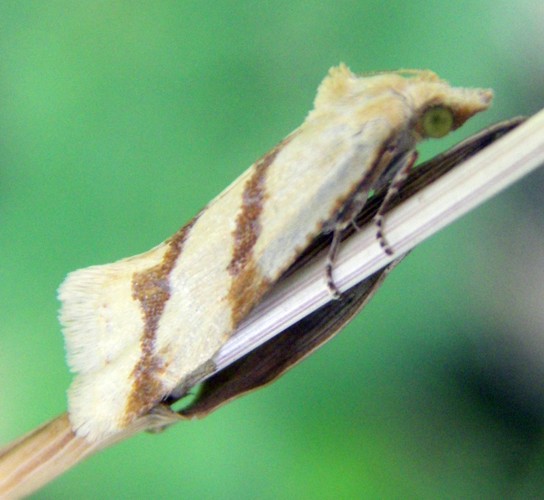 Long-barred Yellow Conch (Aethes francillana)