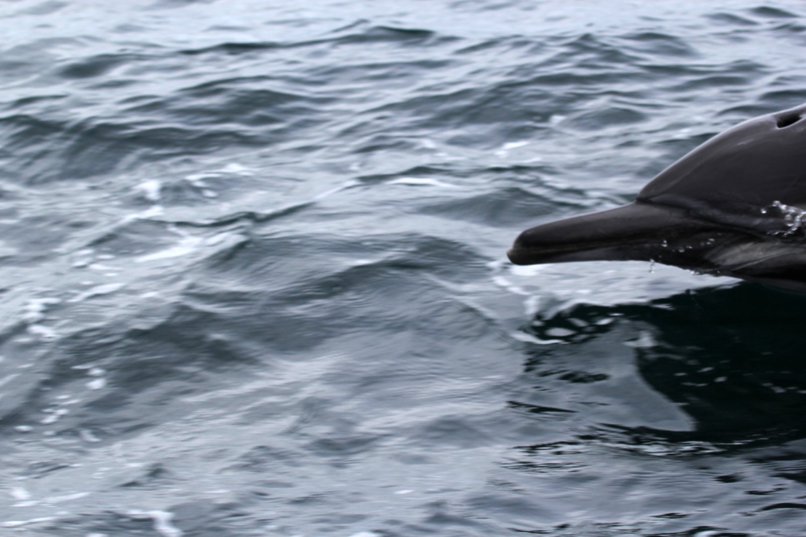 long-beaked common dolphin (Delphinus capensis) BEAK