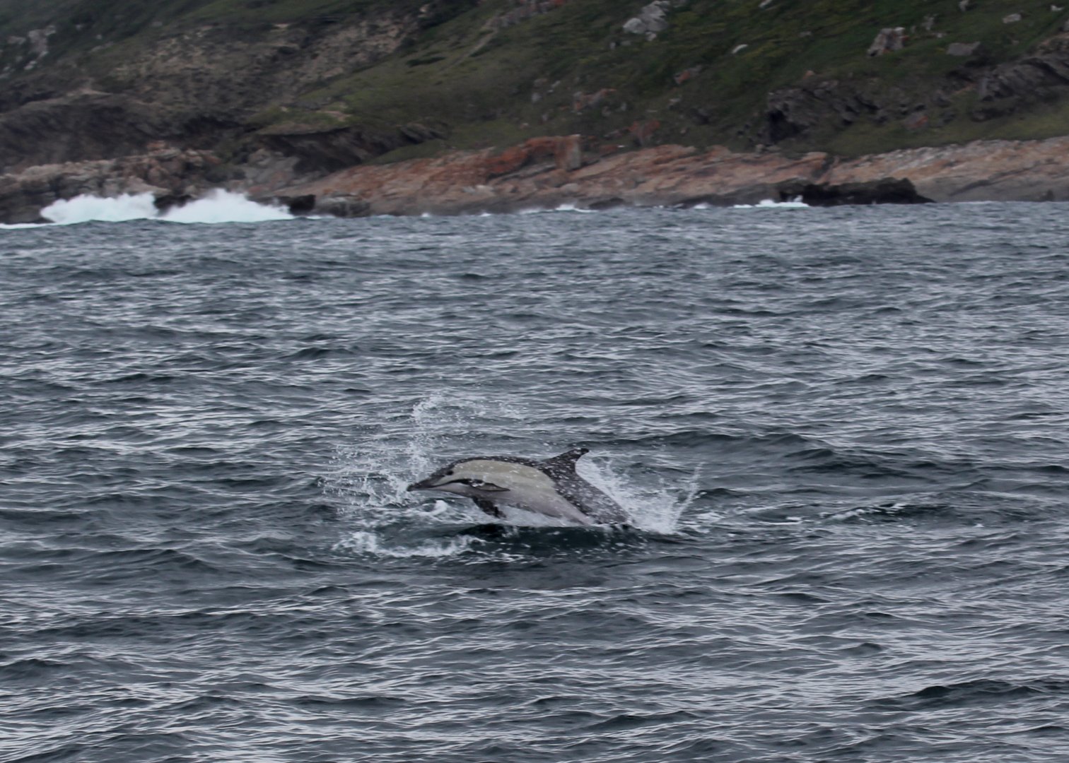 long-beaked common dolphin (Delphinus capensis)