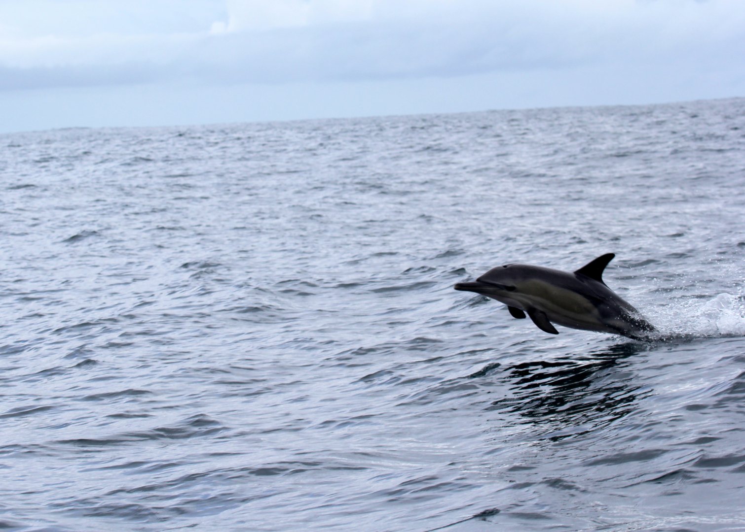 long-beaked common dolphin (Delphinus capensis)