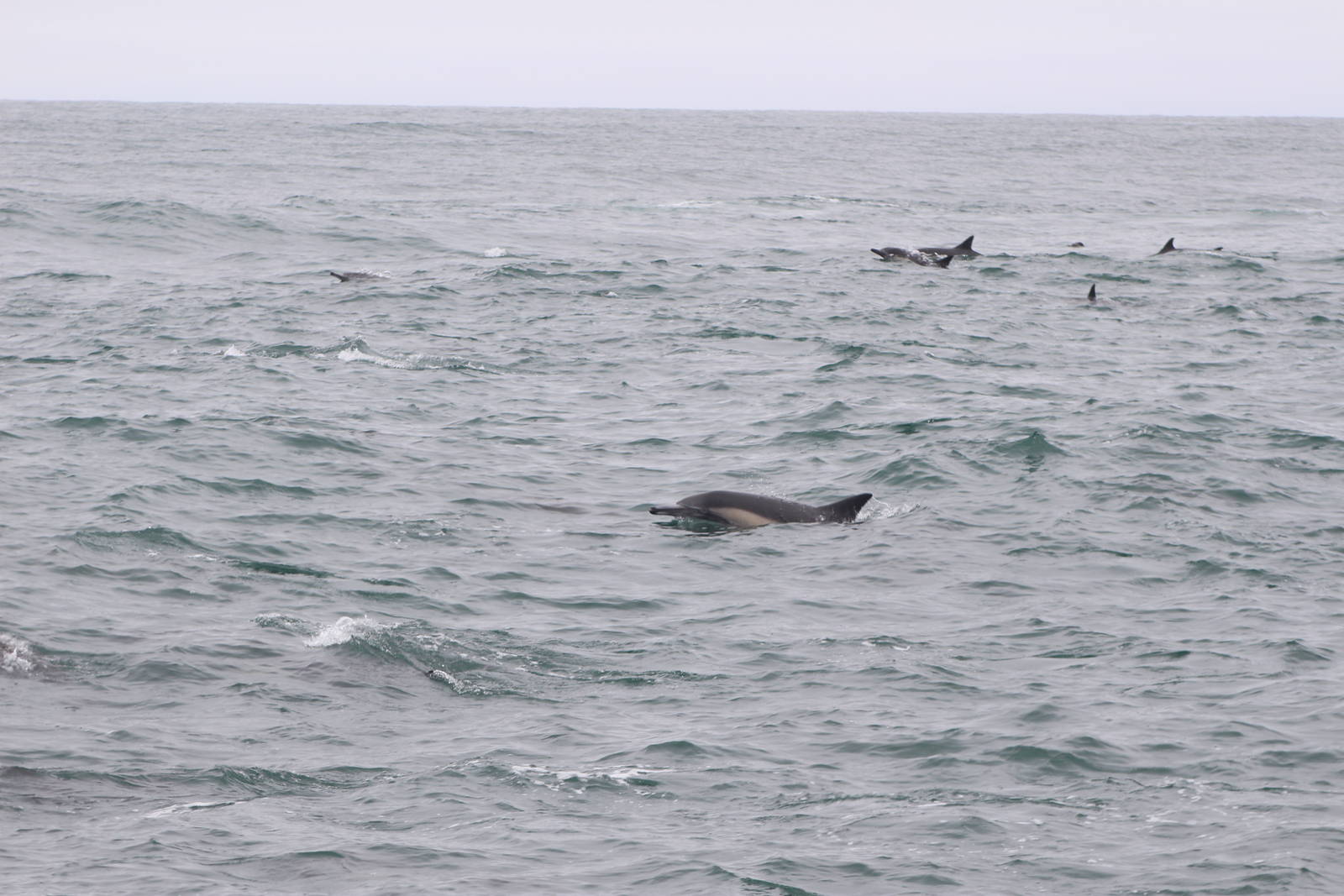 Long-beaked Common Dolphins - Monterey Bay