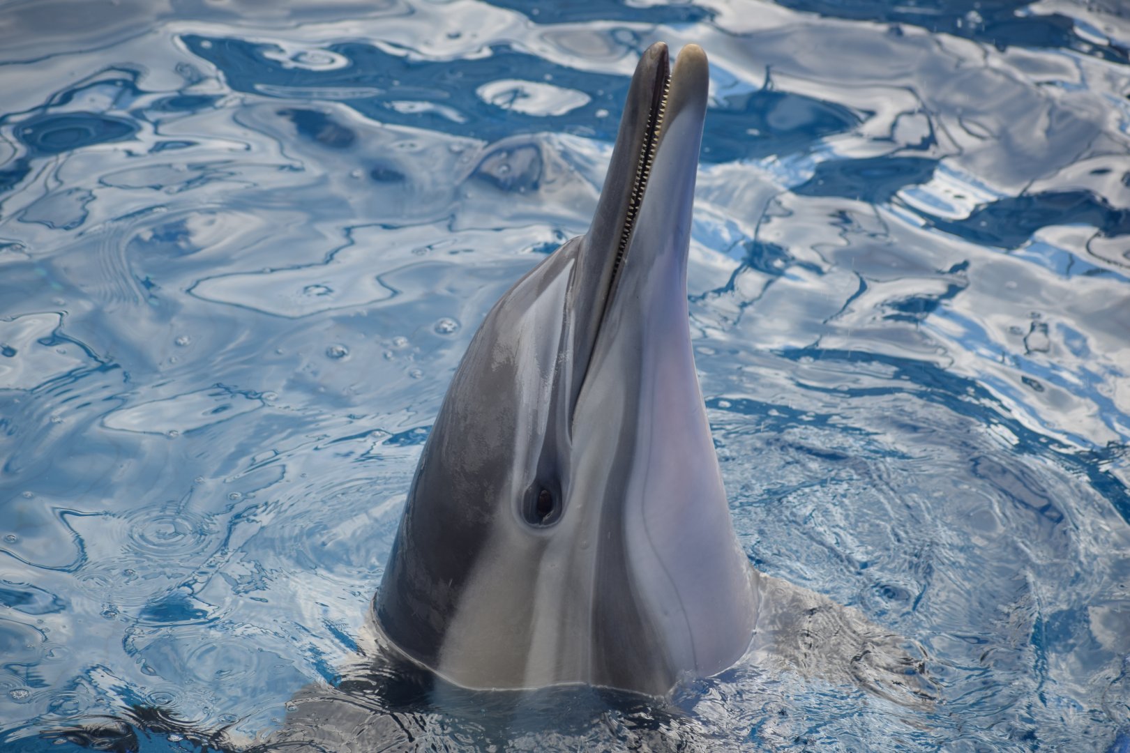 Long-beaked dolphin - Oita Marine Palace Aquarium