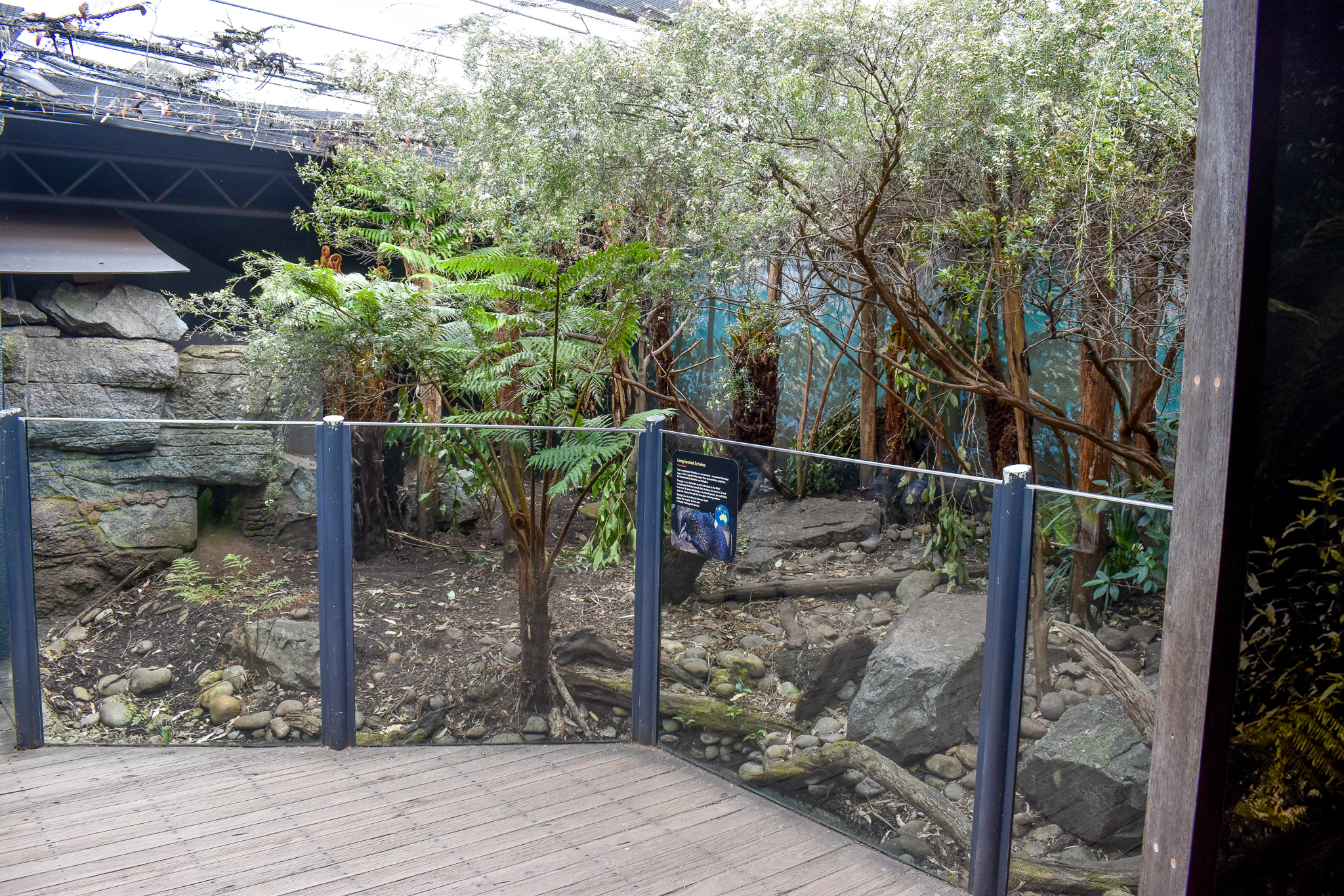 Long-beaked Echidna Enclosure
