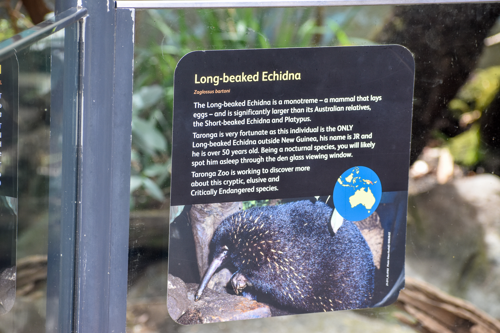 Long-beaked Echidna Enclosure