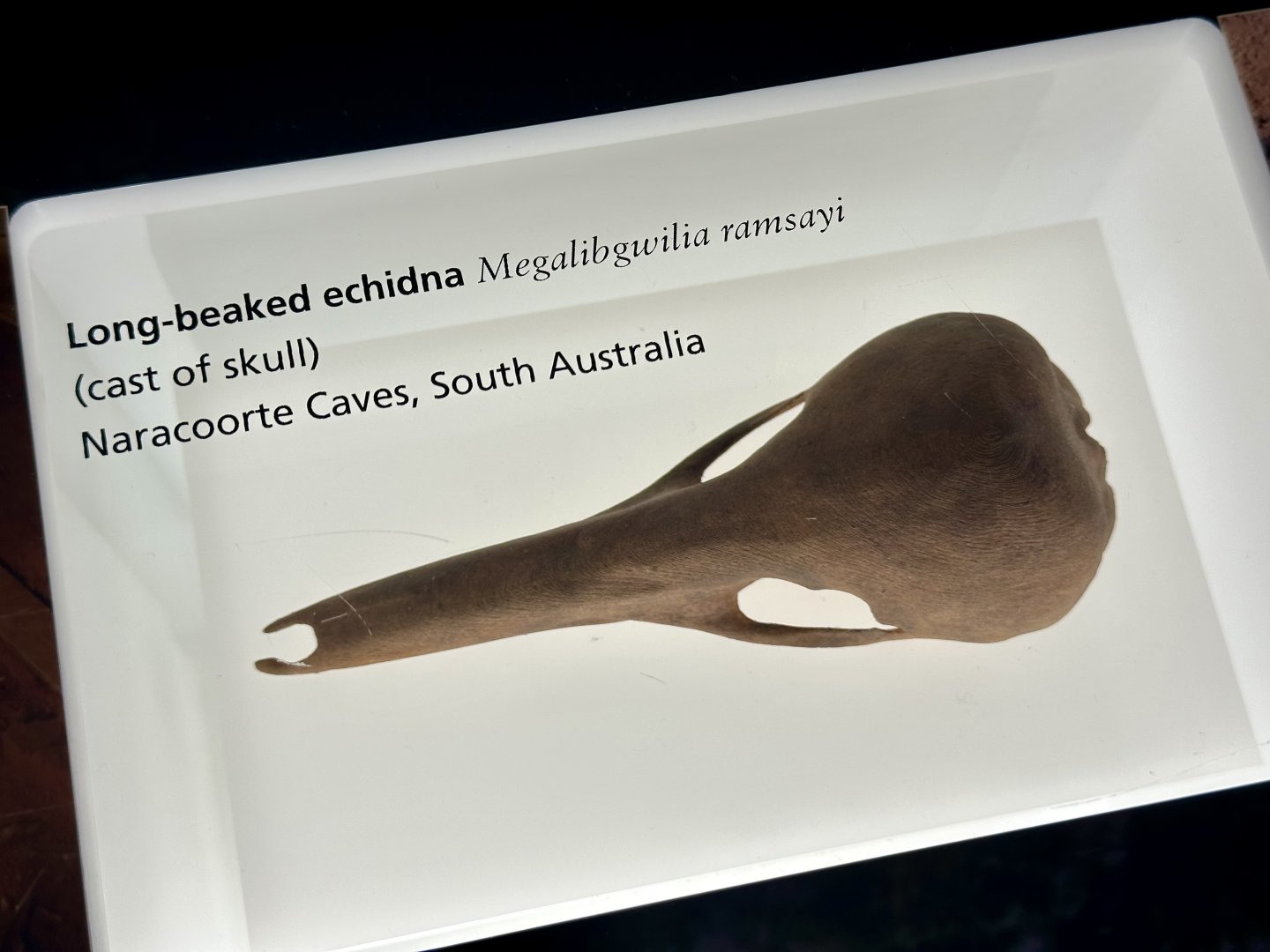Long-beaked echidna (Megalibgwilia ramsayi)