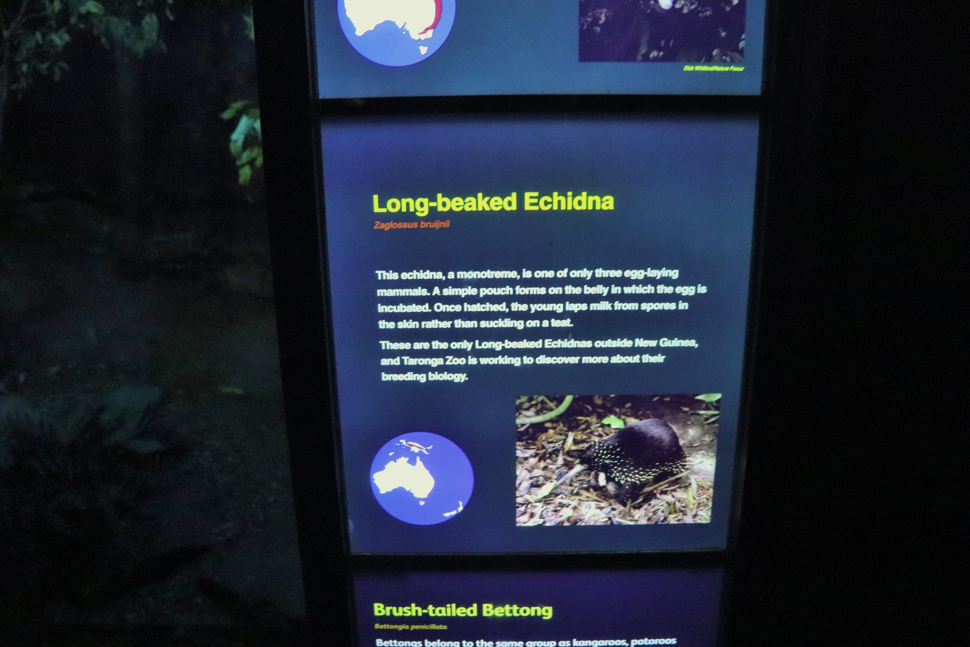 Long-beaked Echidna Sign