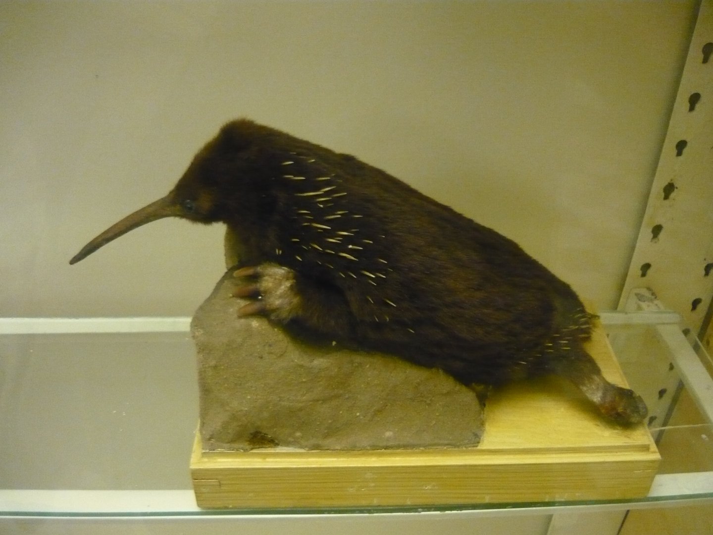 Long-beaked echidna