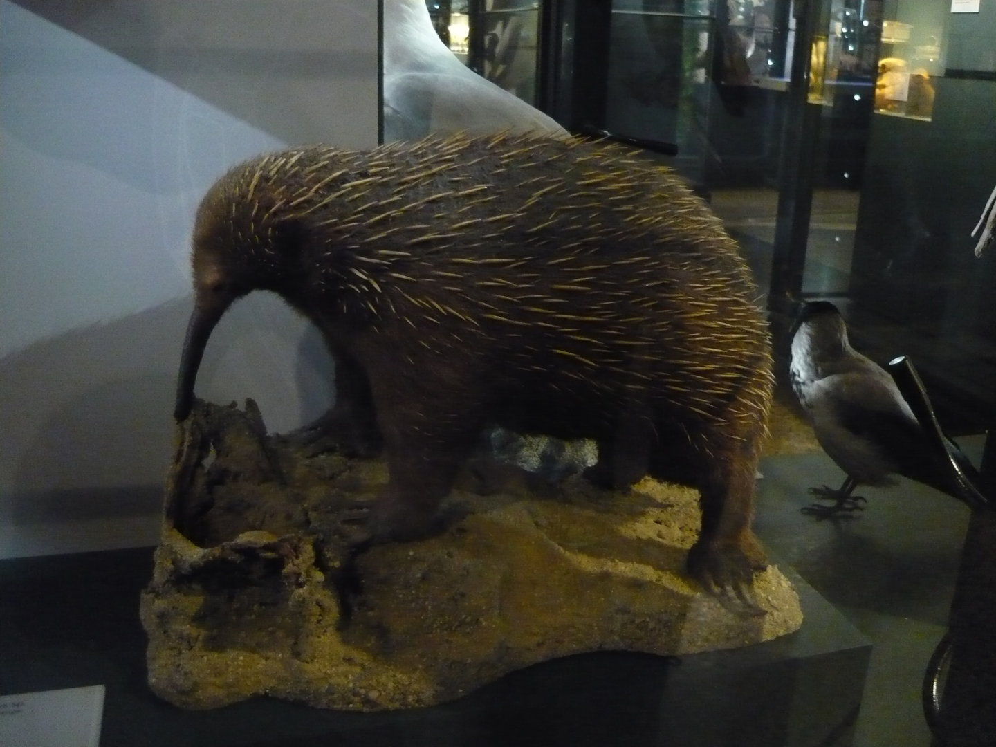 Long-beaked echidna