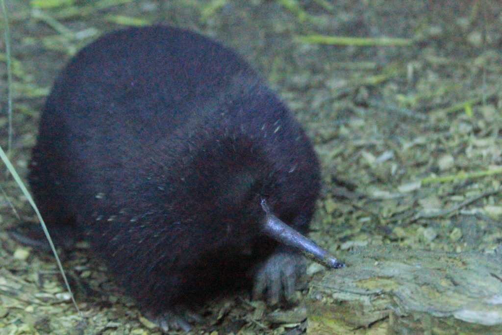 Long-beaked (New Guinea) Echidna, male