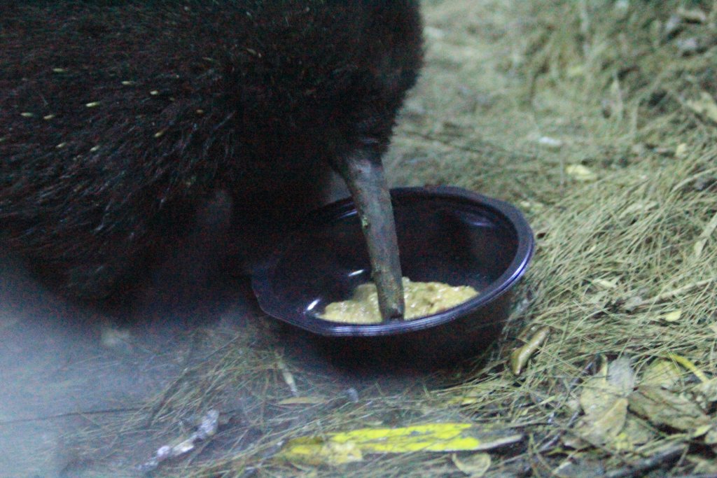 Long-beaked (New Guinea) Echidna, male
