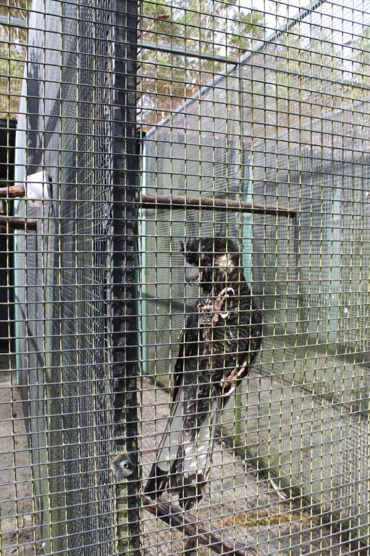 Long-billed Black Cockatoo (Calyptorhynchus baudinii)