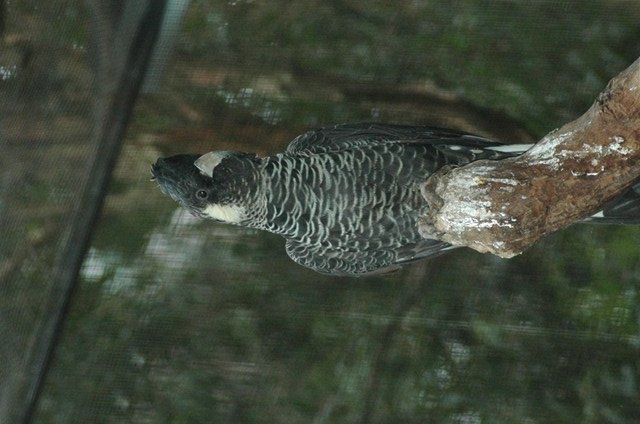 Long-billed Black-Cockatoo