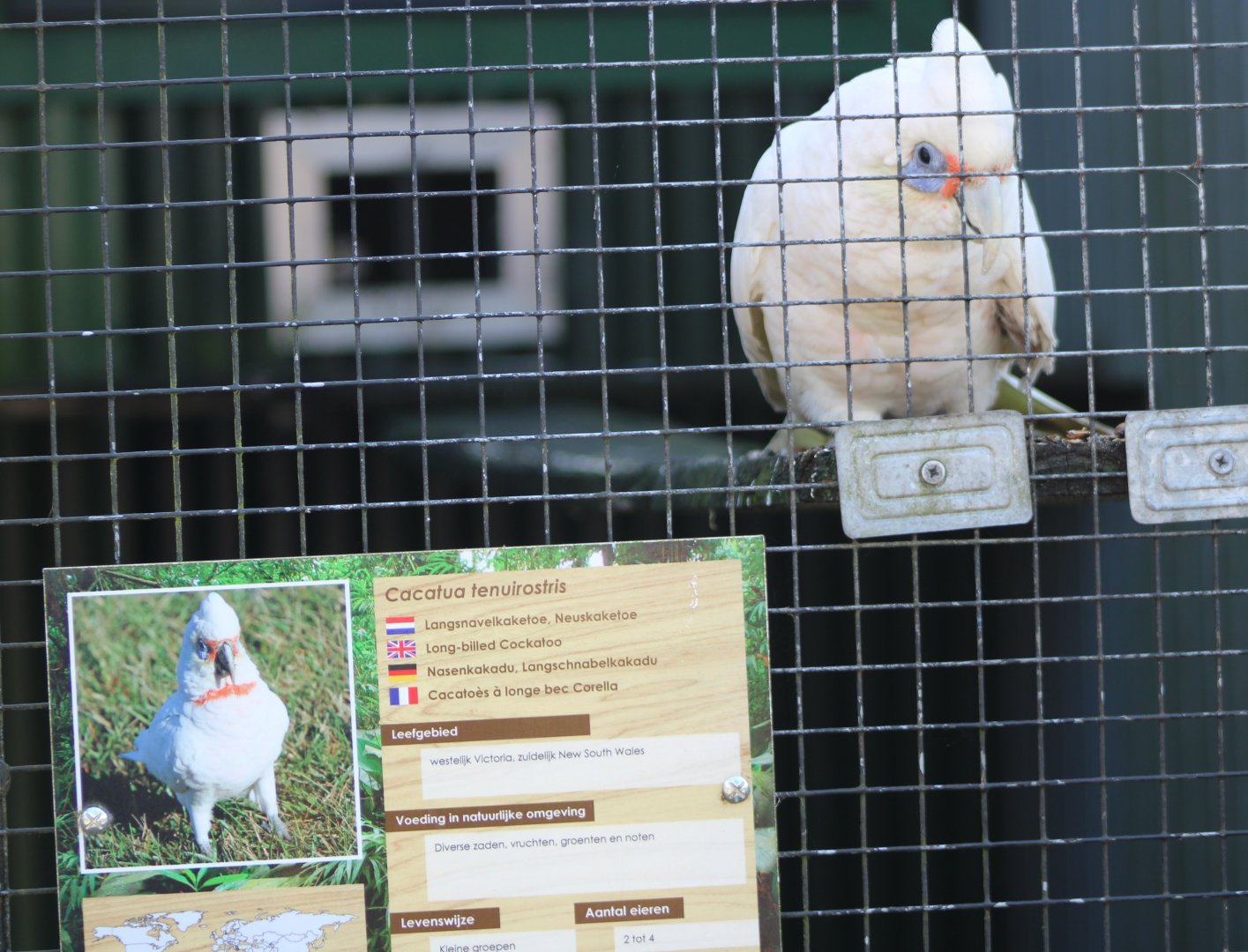 Long-billed cockatoo - real and sign