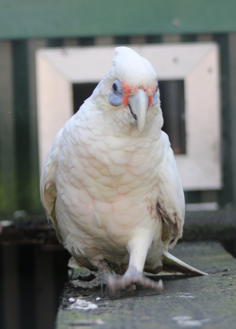 Long-billed cockatoo