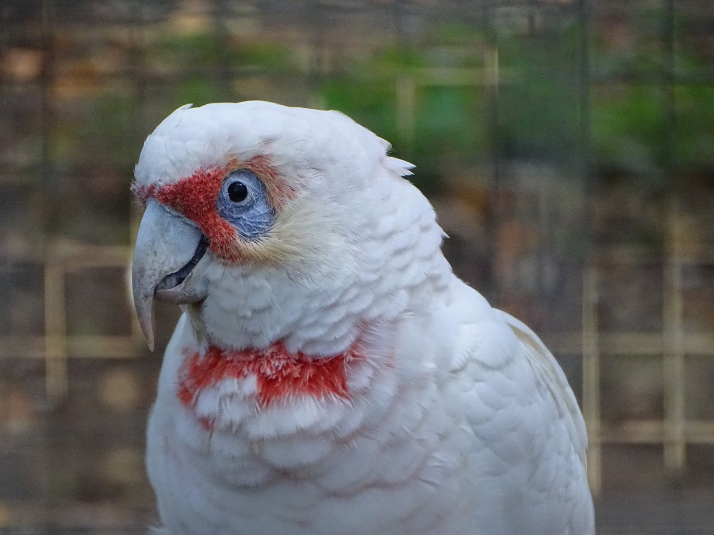 Long-billed Corella, 8th October 2025