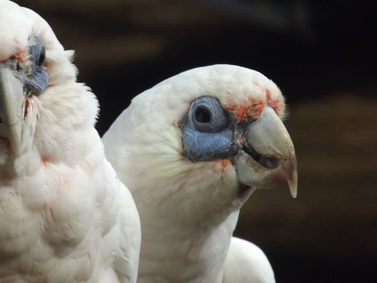 Long Billed Corella at Blackpool Zoo 21/04/12