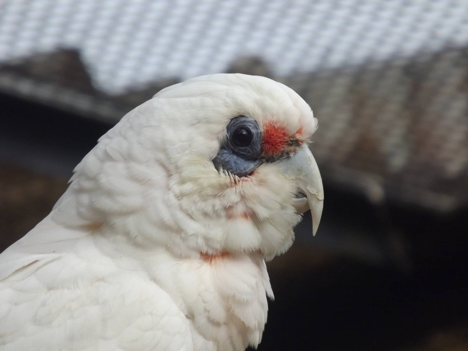 Long Billed Corella at Blackpool Zoo 21/04/12
