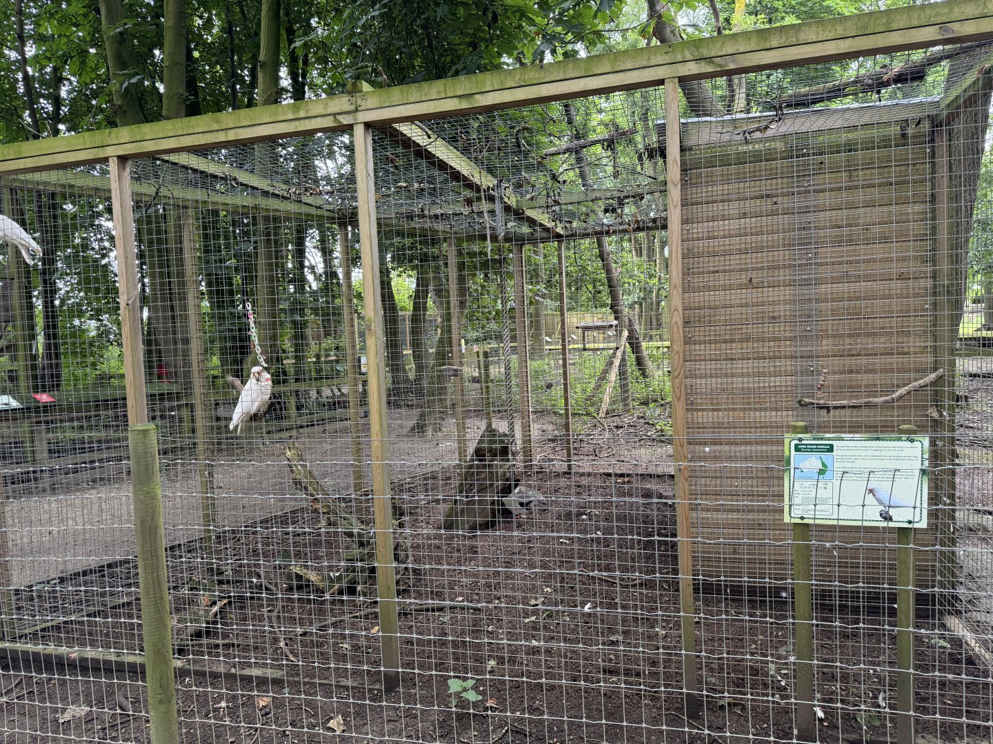 Long-billed Corella Aviary at Bridlington Animal Park (July 2024)