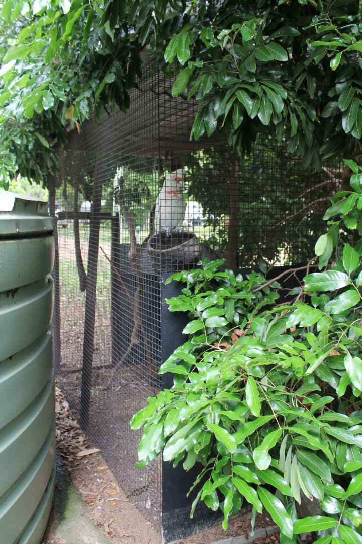 Long-billed Corella aviary