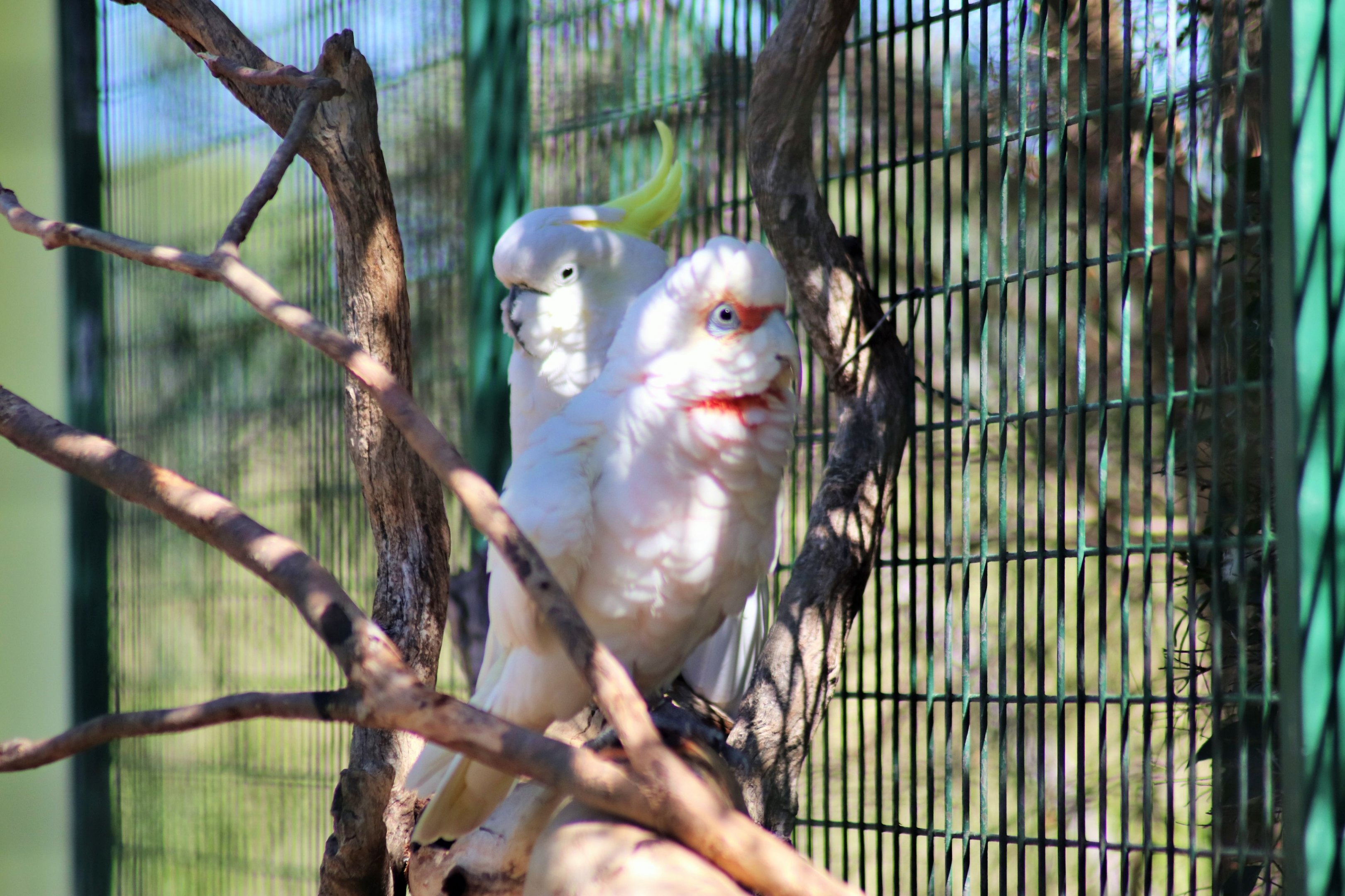 Long-billed Corella (Cacatua tenuirostris) and  Sulphur-crested Cockatoo (Cacatua galerita)