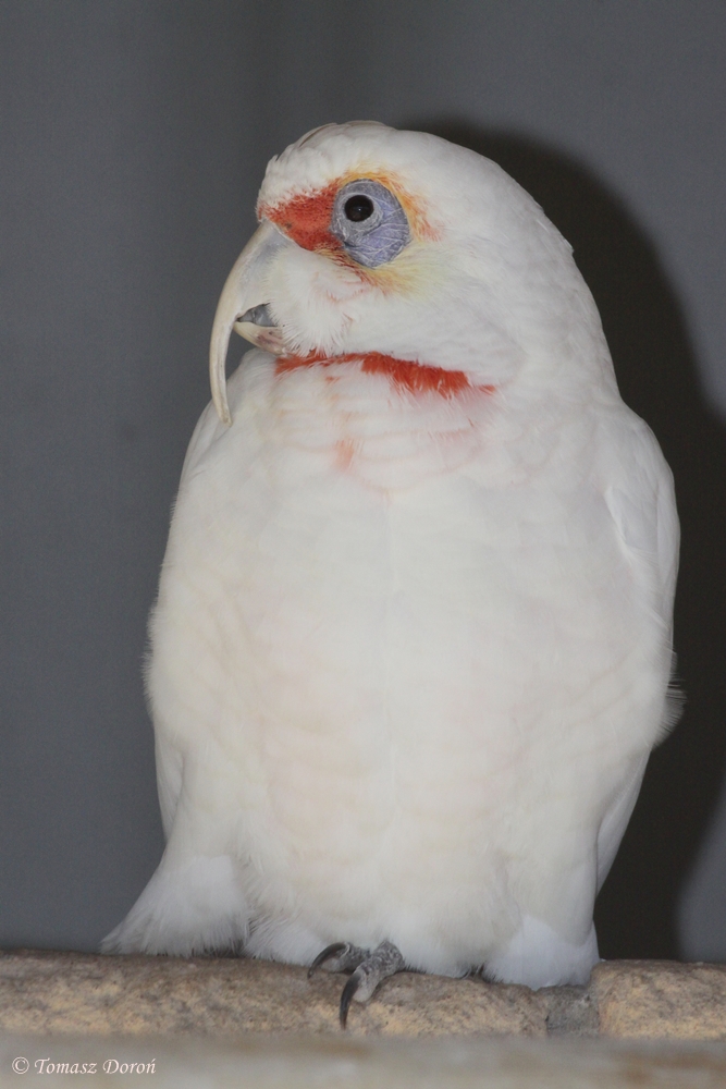 Long-billed Corella (Cacatua tenuirostris)