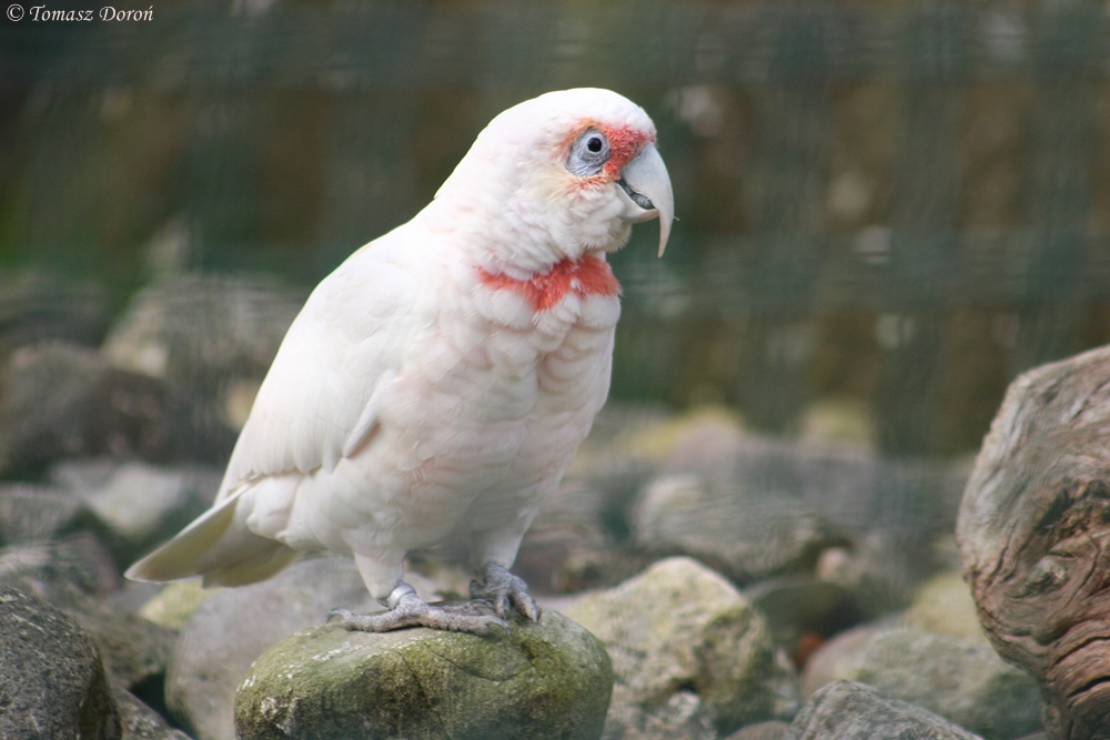 Long-billed Corella (Cacatua tenuirostris)