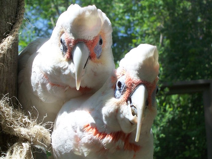 Long-billed Corella (Cacatua tenuirostris)