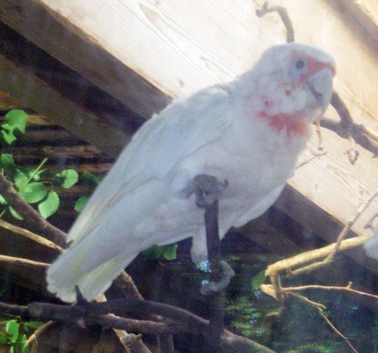 Long-billed Corella (Cacatua tenuirostris)