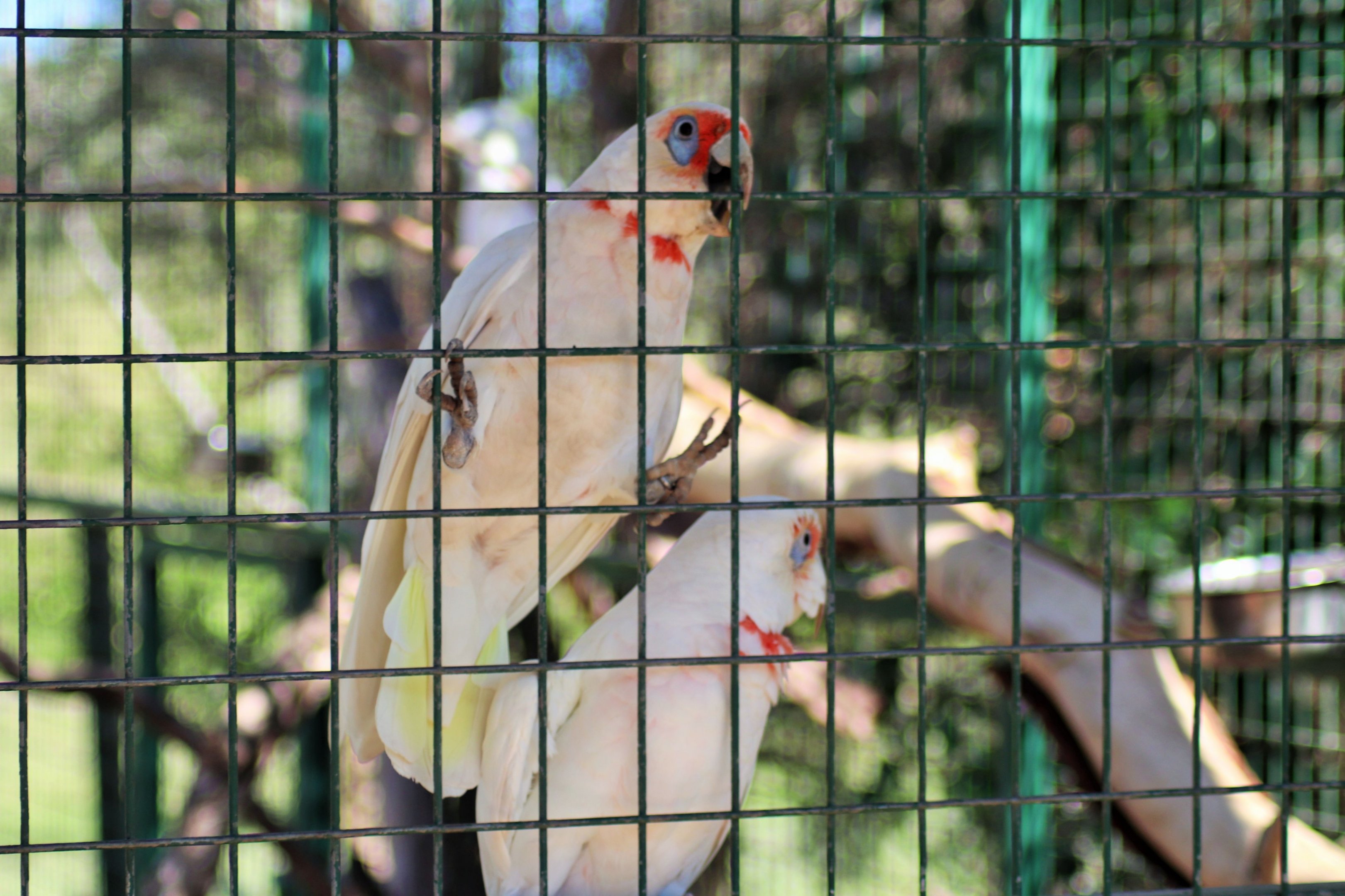 Long-billed Corella (Cacatua tenuirostris)