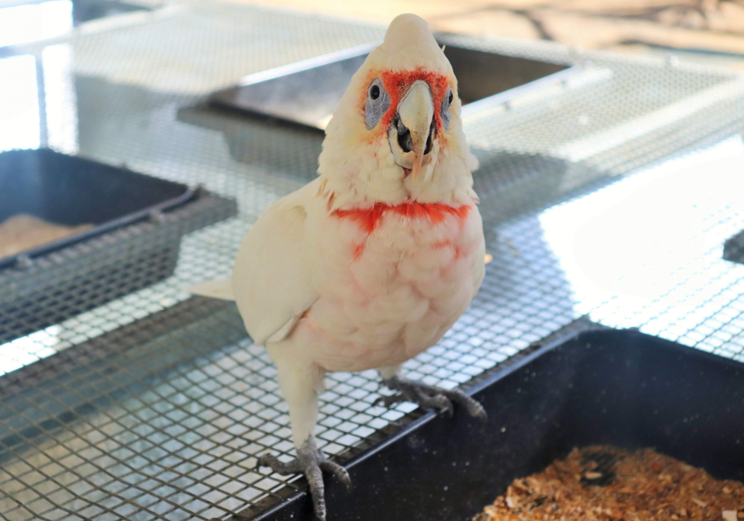 Long-billed Corella (Cacatua tenuirostris)