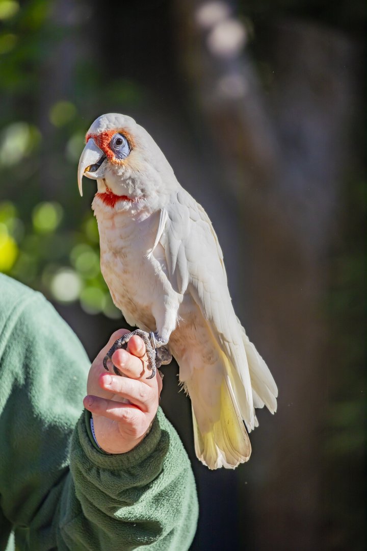 Long-billed corella (Cacatua tenuirostris)
