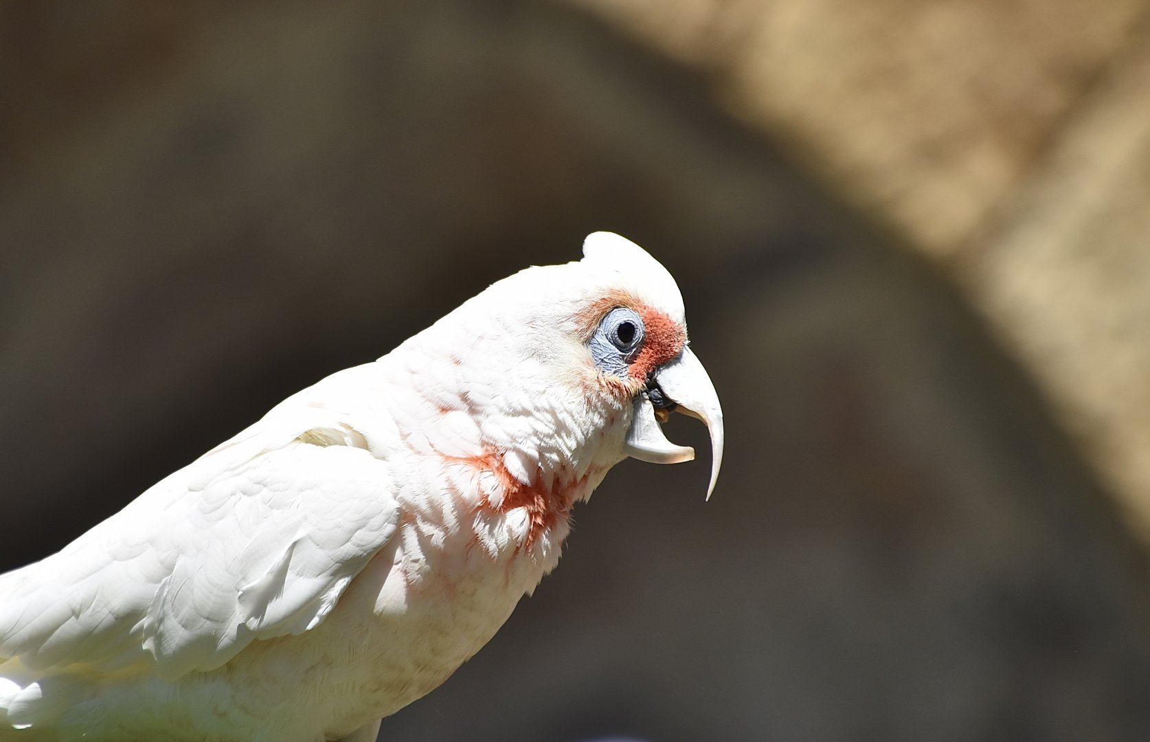 Long-Billed Corella (Cacatua tenuirostris)