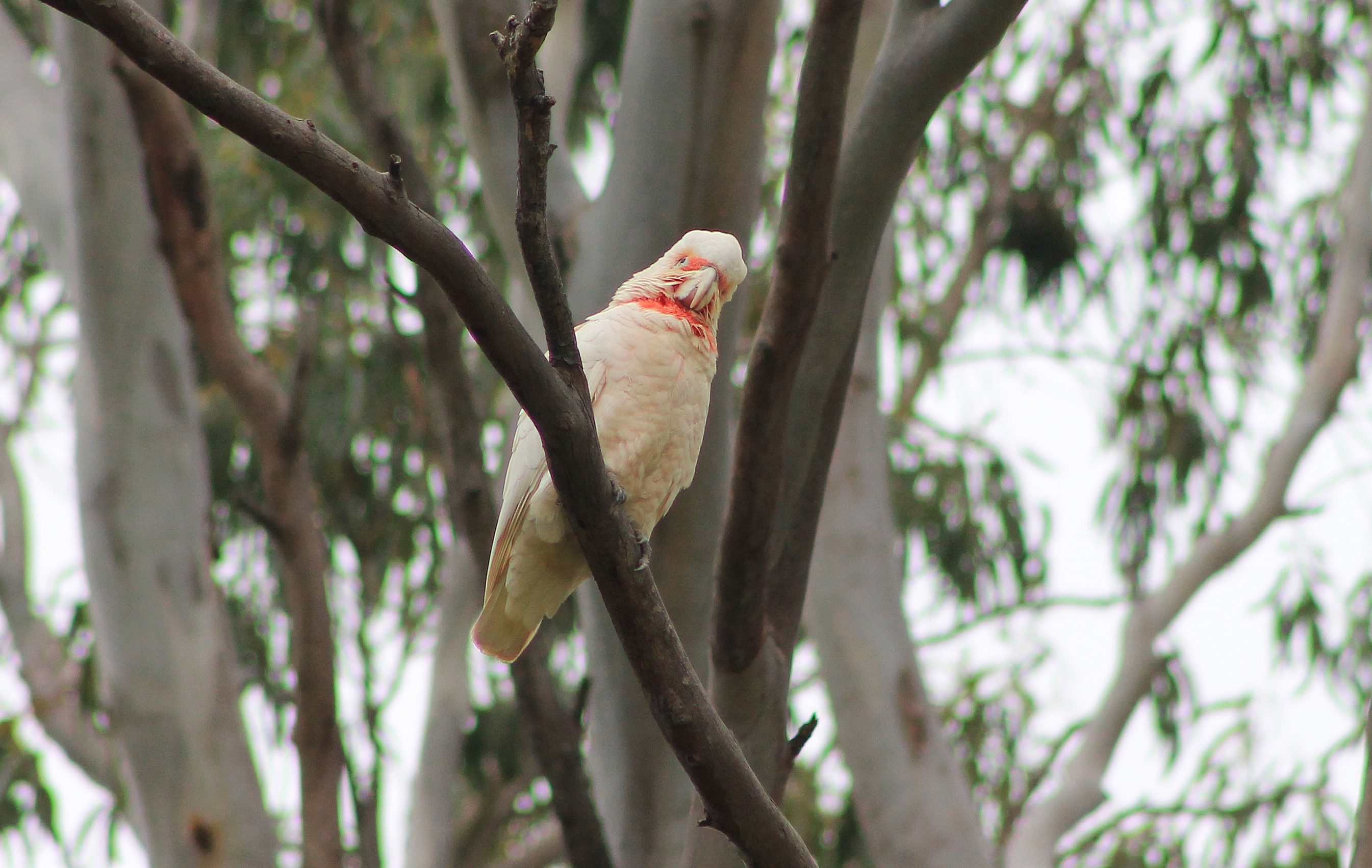 Long-billed Corella (Cacatua tenuirostris)