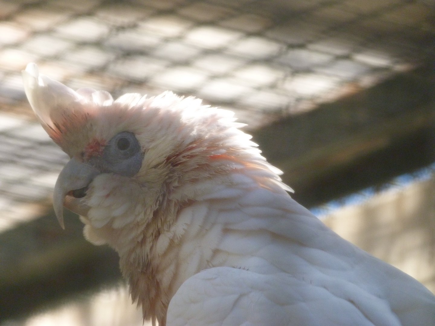 Long-billed corella -Zoo Aquarium de Madrid (2025)