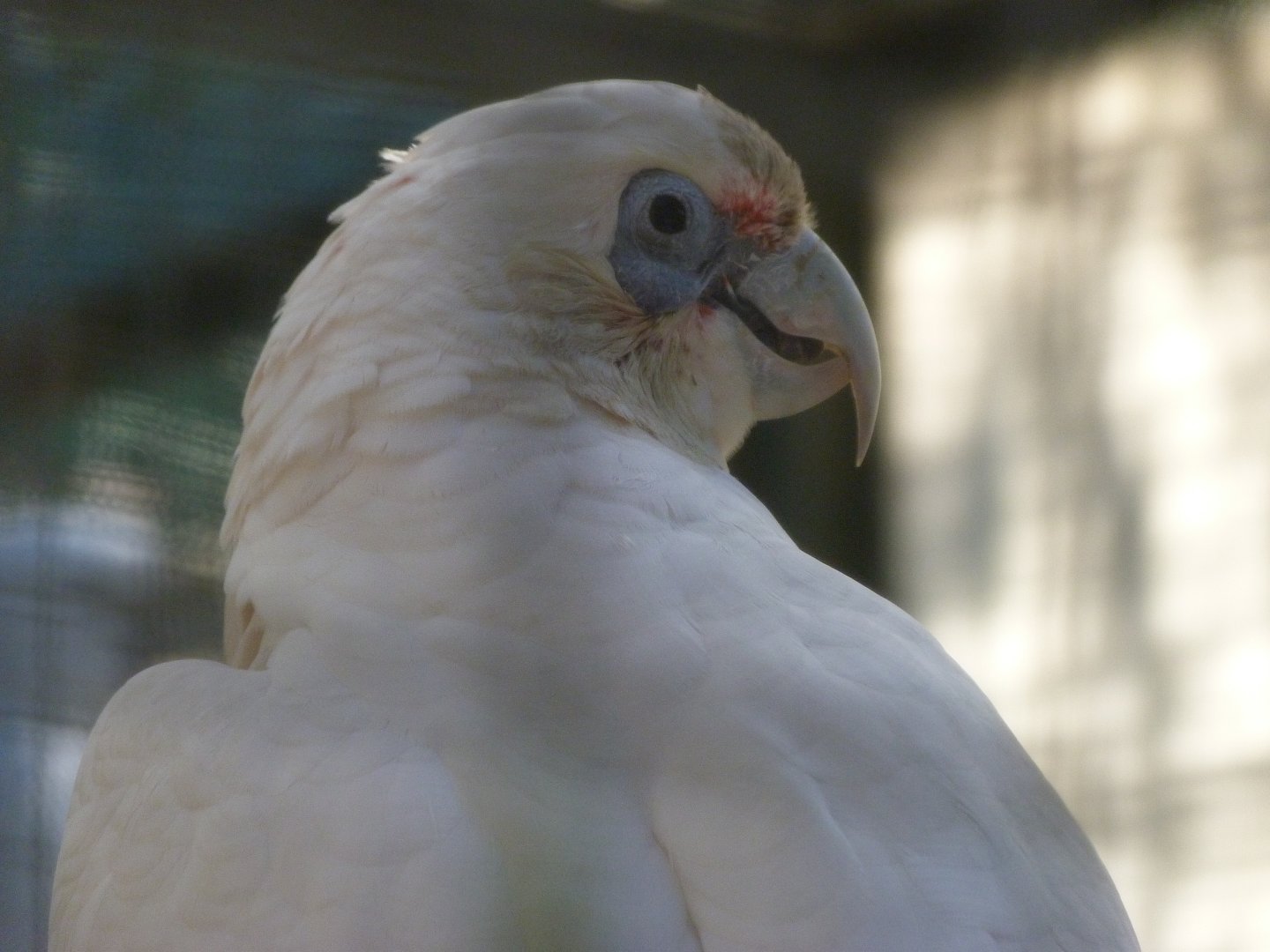 Long-billed corella -Zoo Aquarium de Madrid (2025)