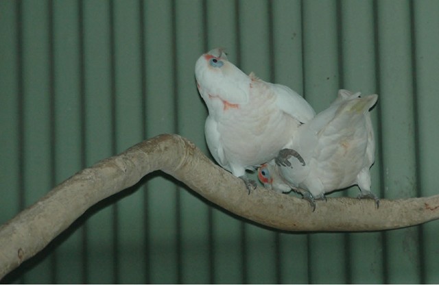 Long-billed Corella