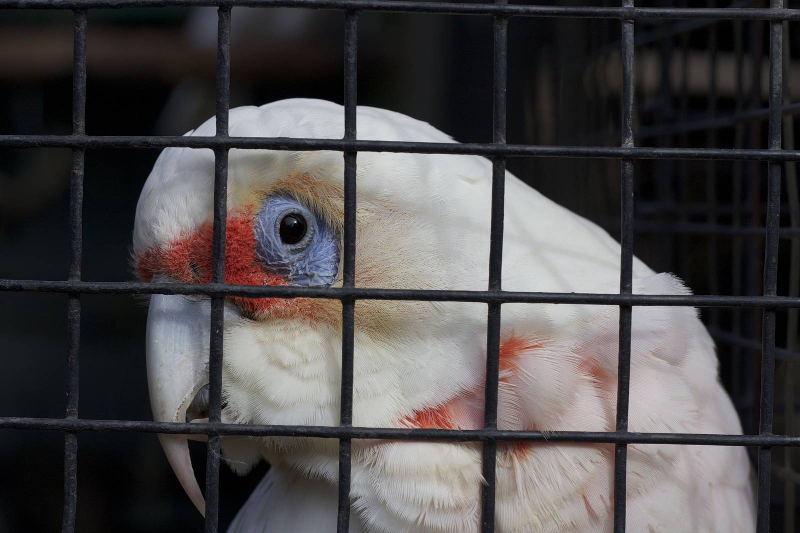 Long-billed corella