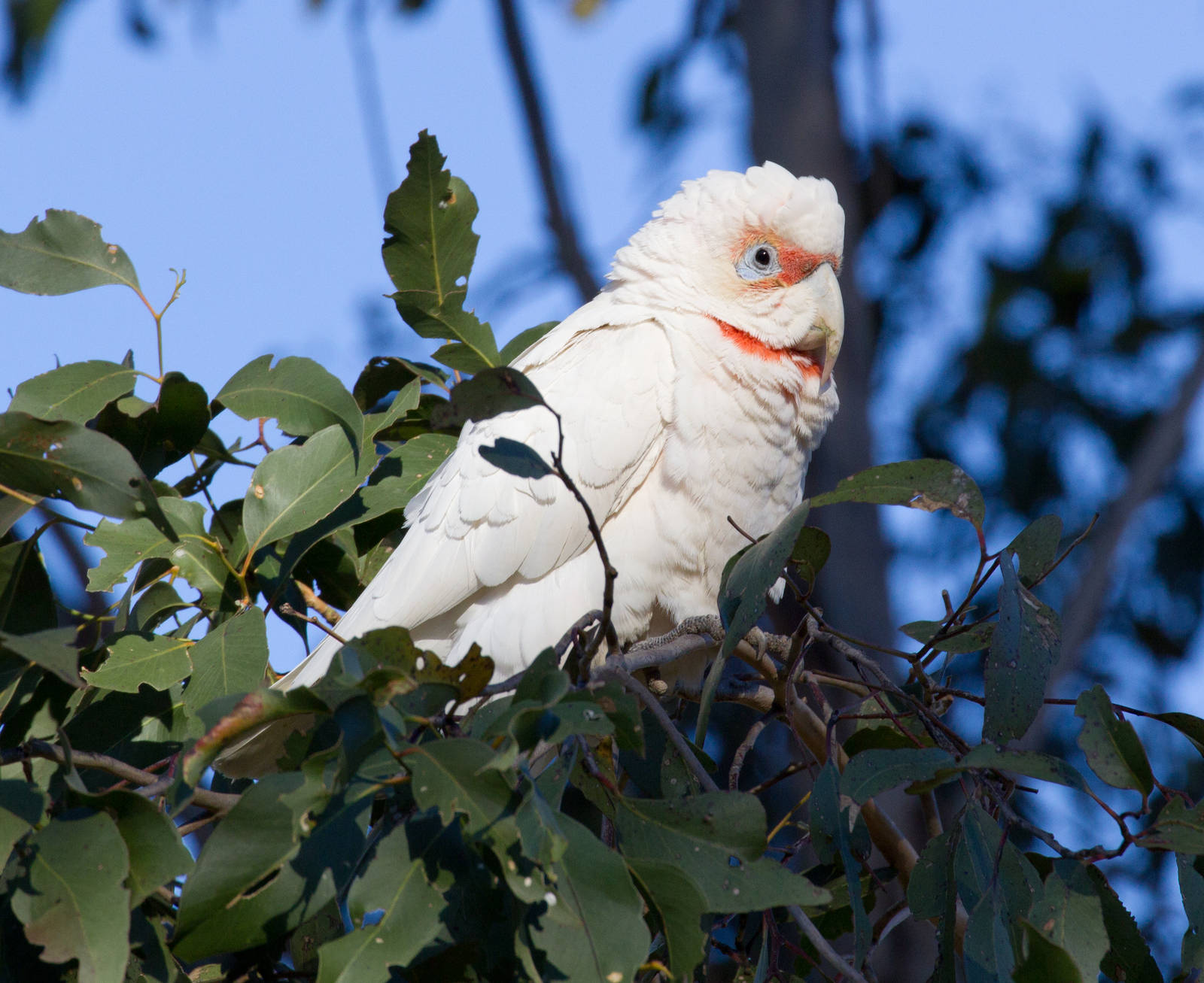 Long-billed Corella