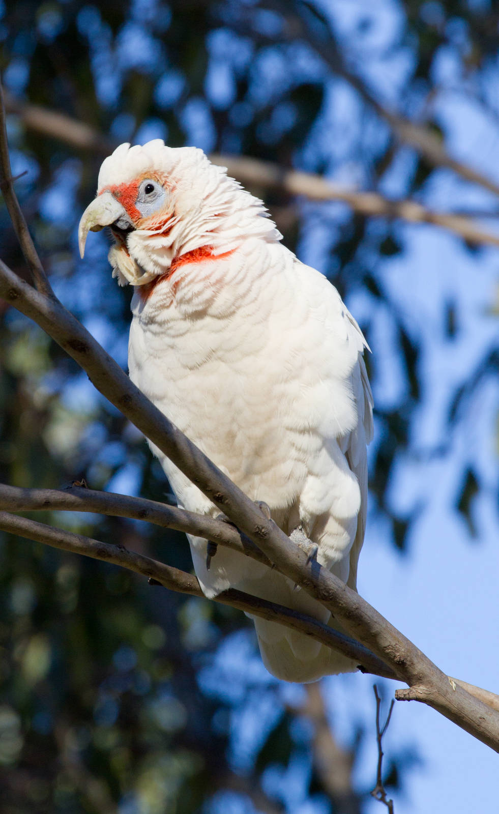 Long-billed Corella