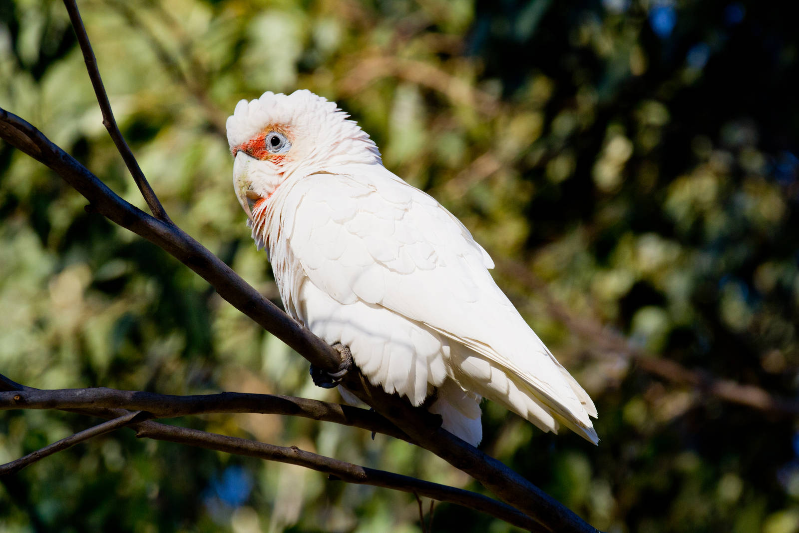 Long-billed Corella